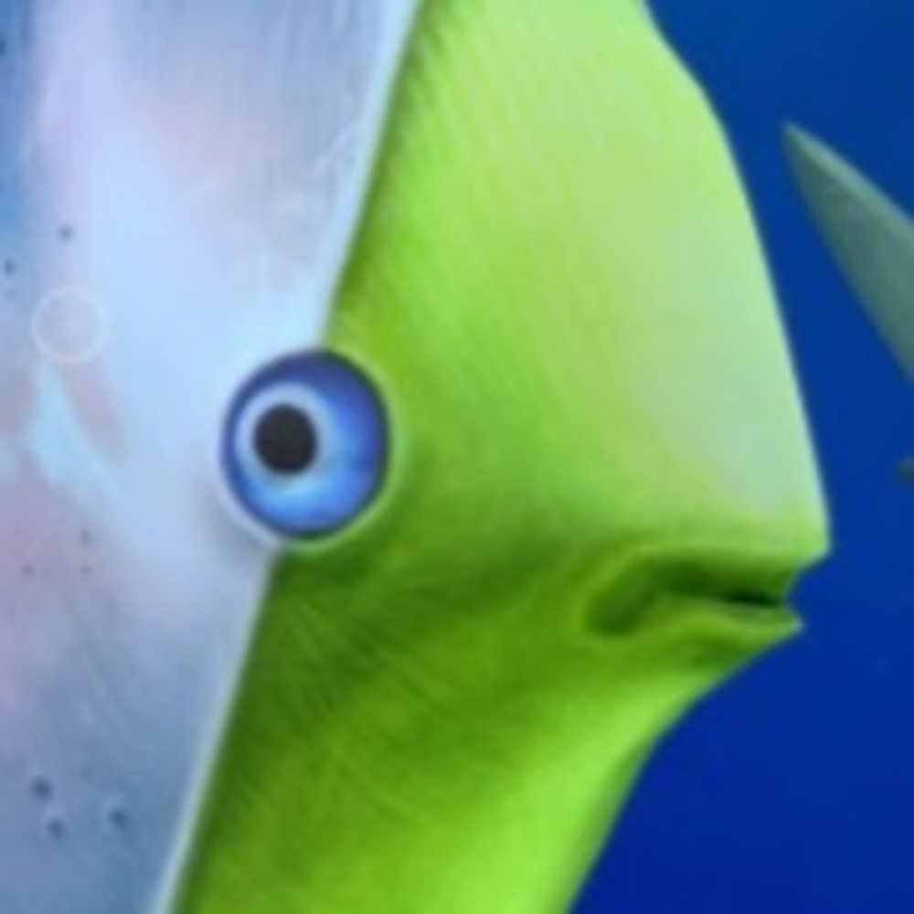 Meet your Posher, Zebra